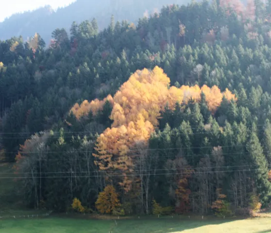 Herbstwald (Foto: No&eacute;mie Roh)